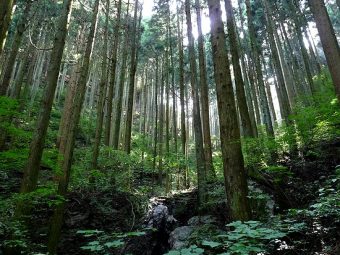 国産木材の利用促進